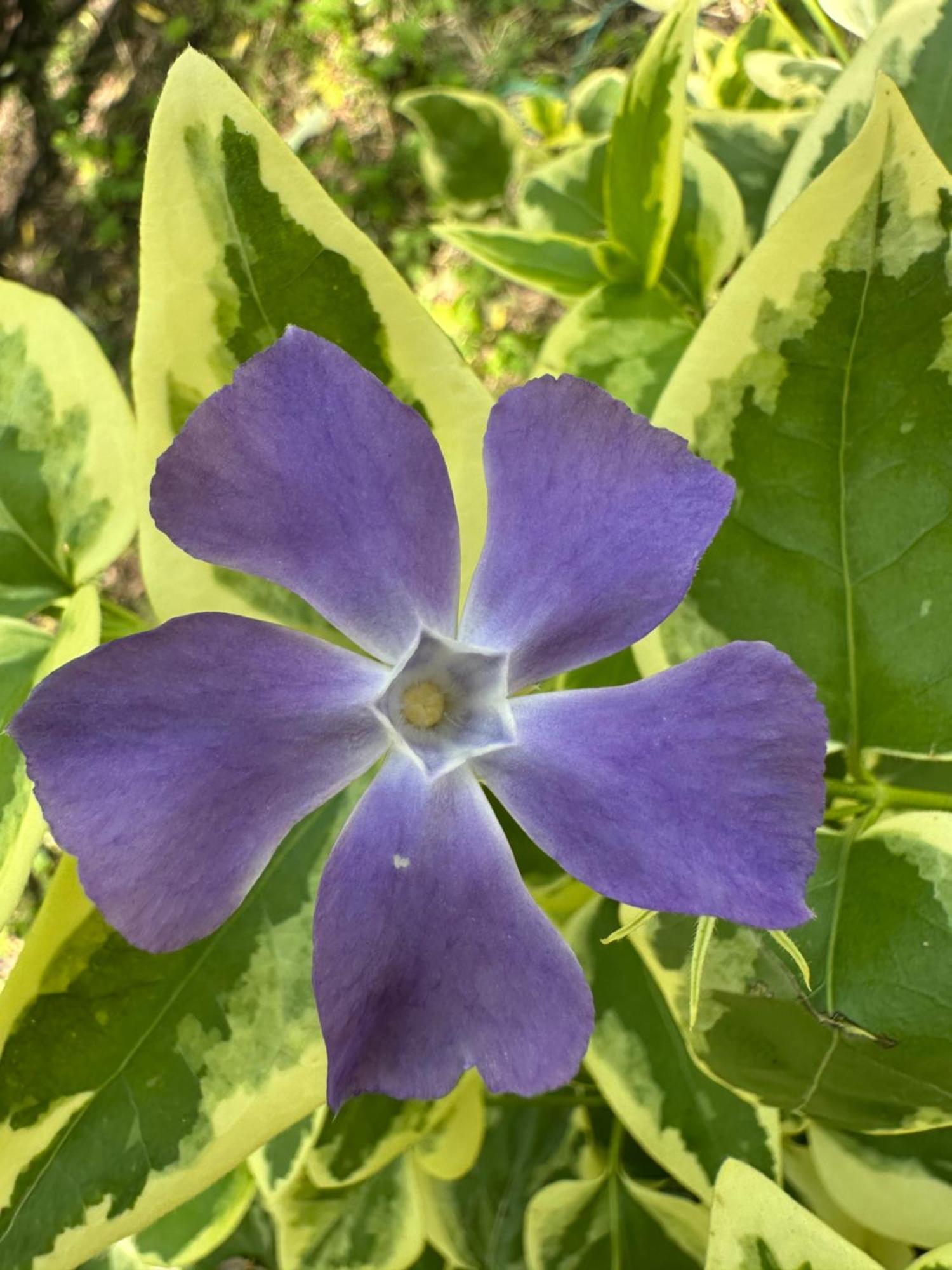 Green House Kvareli Ngoại thất bức ảnh